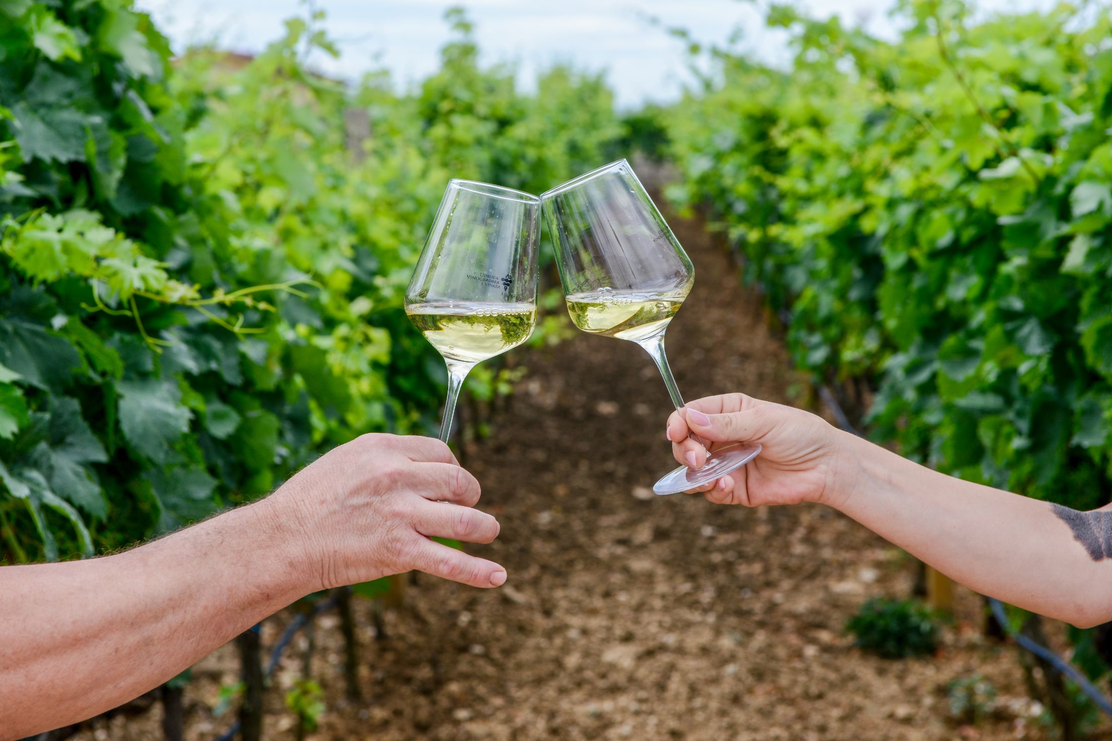 Vinska_tura_hercegovine